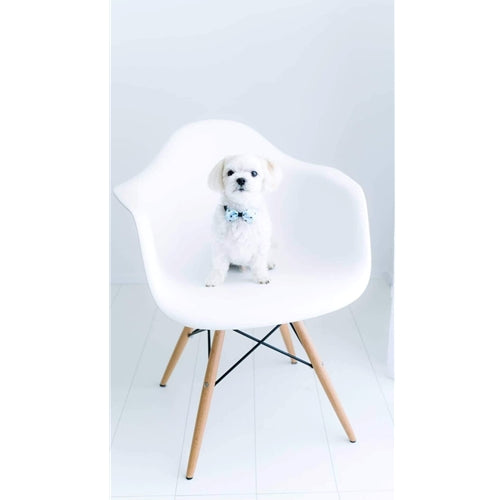 Mr.Pet spletna trgovina