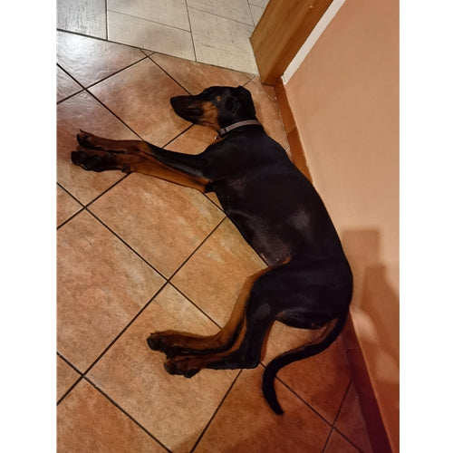 Mr.Pet spletna trgovina