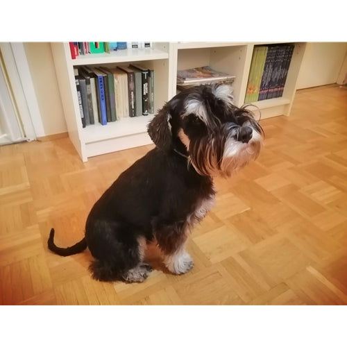 Mr.Pet spletna trgovina
