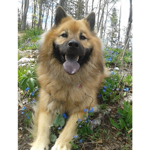 Mr.Pet spletna trgovina