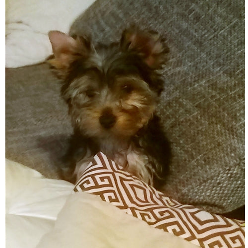 Mr.Pet spletna trgovina