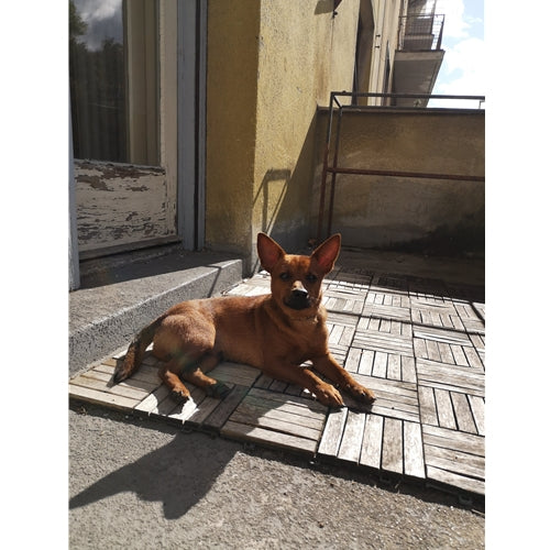 Mr.Pet spletna trgovina