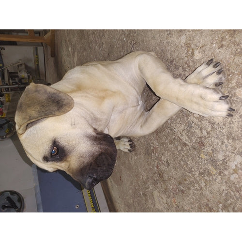 Mr.Pet spletna trgovina