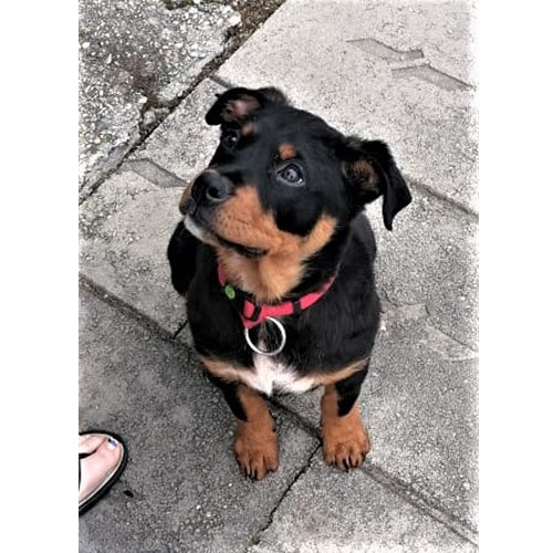 Mr.Pet spletna trgovina