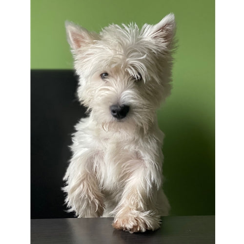 Mr.Pet spletna trgovina