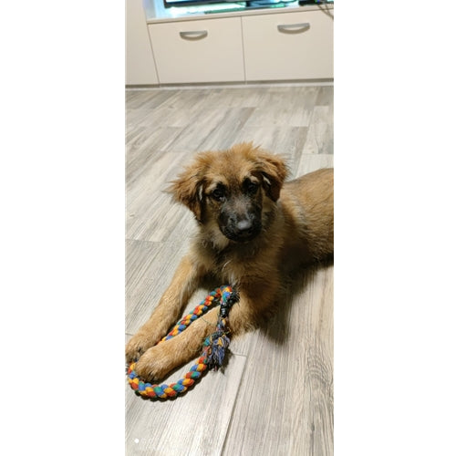 Mr.Pet spletna trgovina