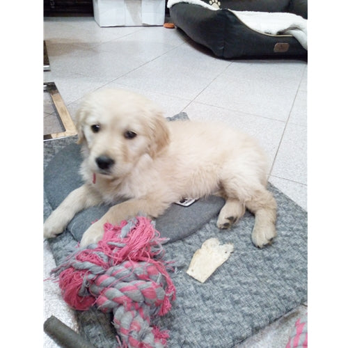 Mr.Pet spletna trgovina