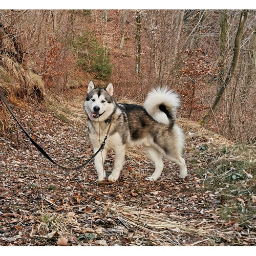 Mr.Pet spletna trgovina