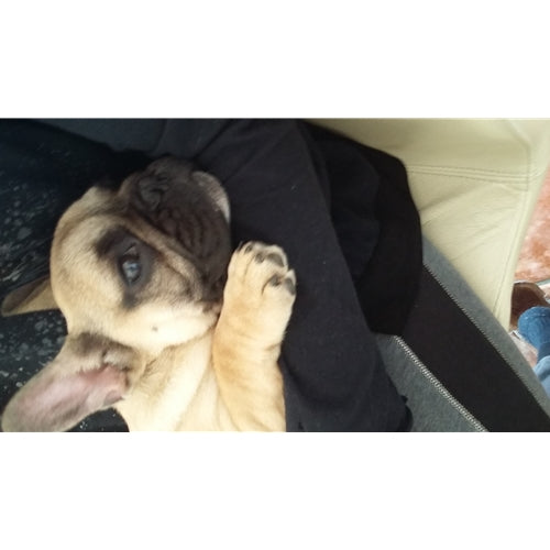 Mr.Pet spletna trgovina