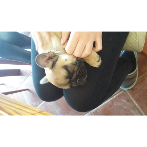 Mr.Pet spletna trgovina