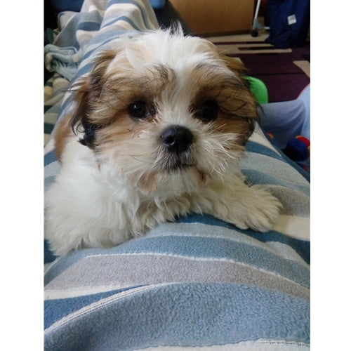 Mr.Pet spletna trgovina