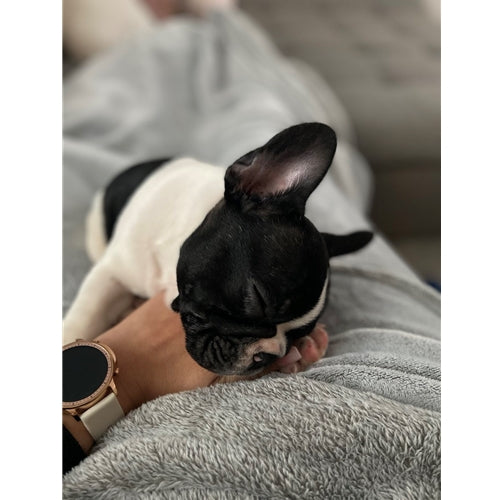 Mr.Pet spletna trgovina