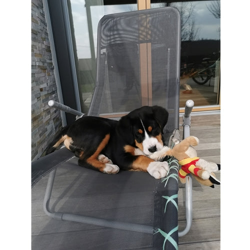 Mr.Pet spletna trgovina