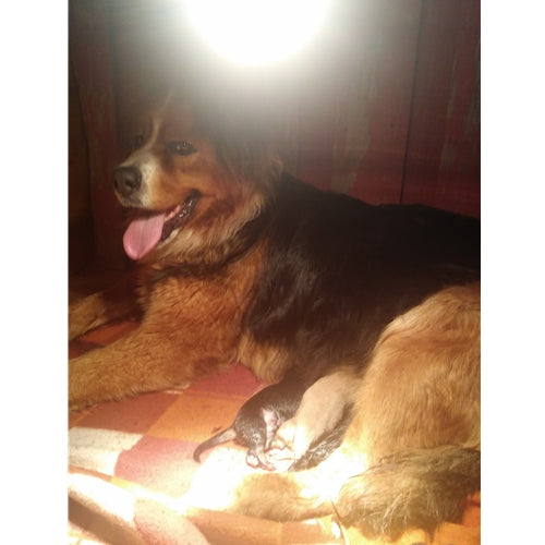 Mr.Pet spletna trgovina