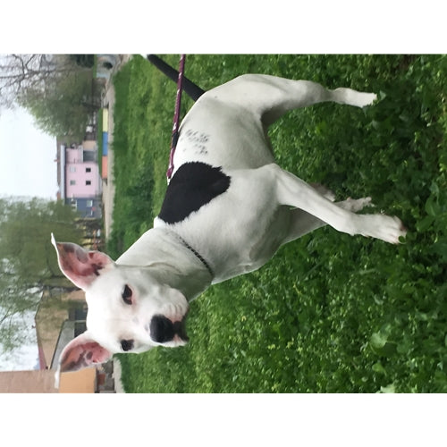 Mr.Pet spletna trgovina