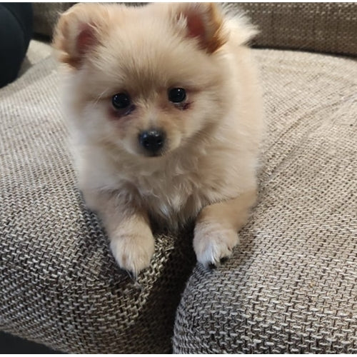 Mr.Pet spletna trgovina