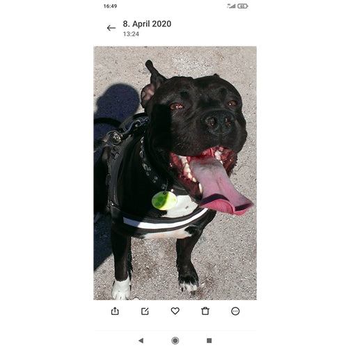 Mr.Pet spletna trgovina
