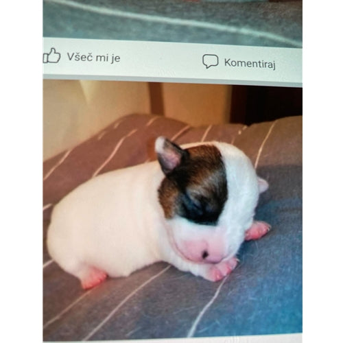 Mr.Pet spletna trgovina