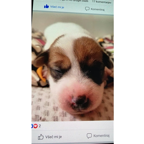 Mr.Pet spletna trgovina