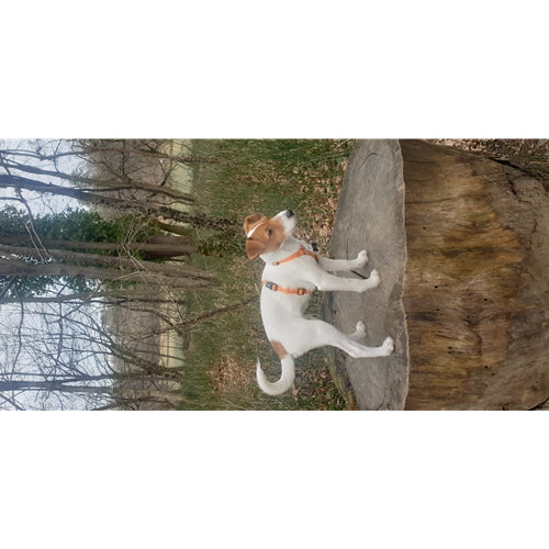 Mr.Pet spletna trgovina