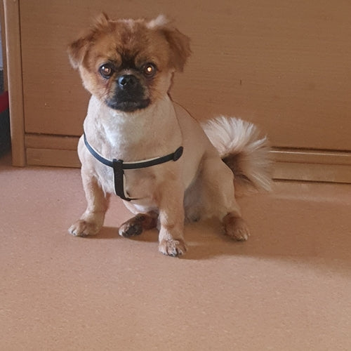 Mr.Pet spletna trgovina