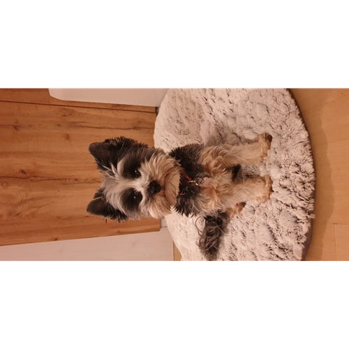 Mr.Pet spletna trgovina