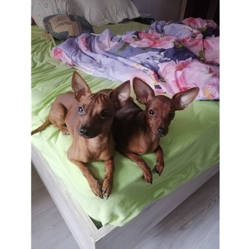 Mr.Pet spletna trgovina