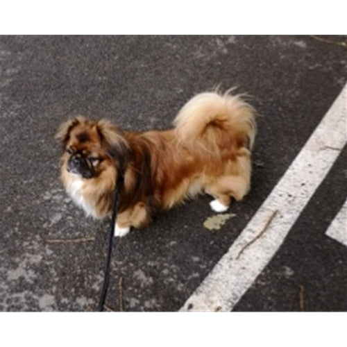 Mr.Pet spletna trgovina