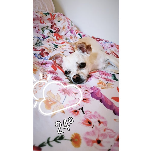 Mr.Pet spletna trgovina