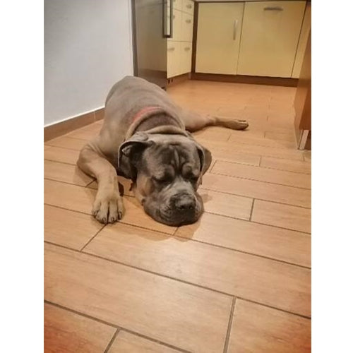 Mr.Pet spletna trgovina