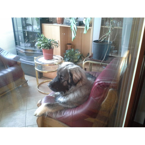 Spletna trgovina Mr.Pet