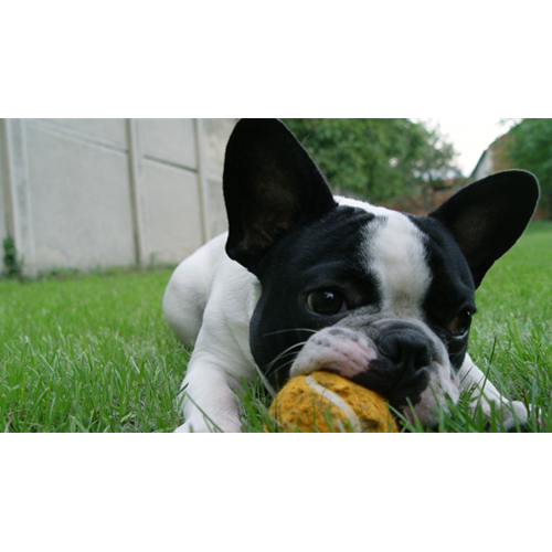 Mr.Pet spletna trgovina