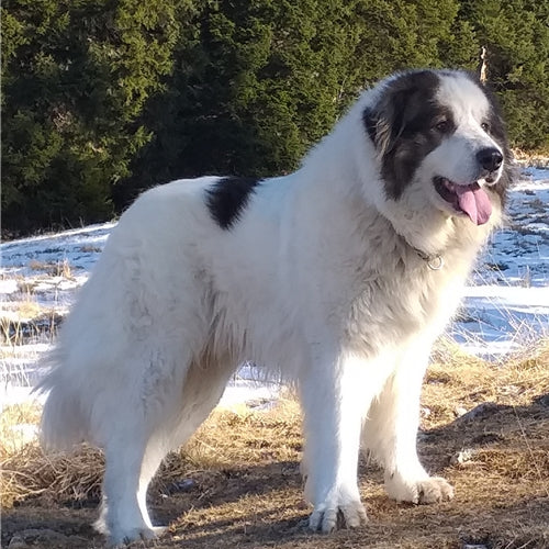 Mr.Pet spletna trgovina