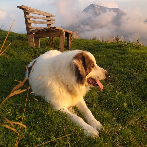 Mr.Pet spletna trgovina