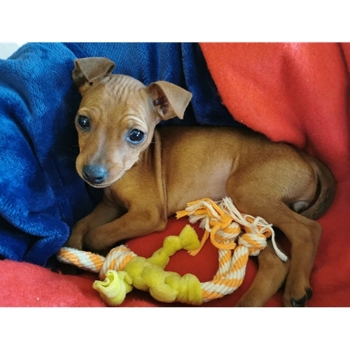 Mr.Pet spletna trgovina