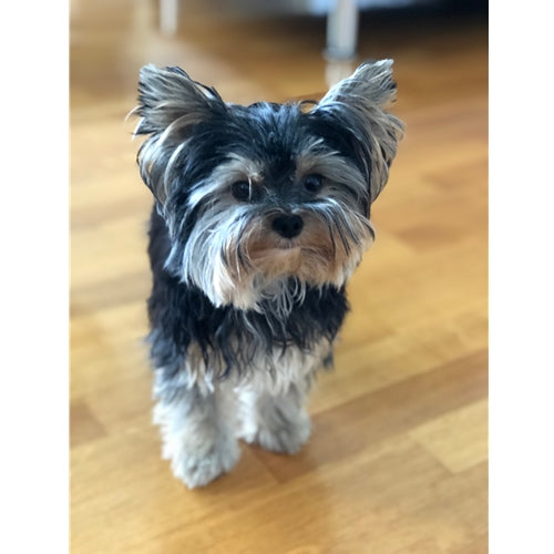 Mr.Pet spletna trgovina