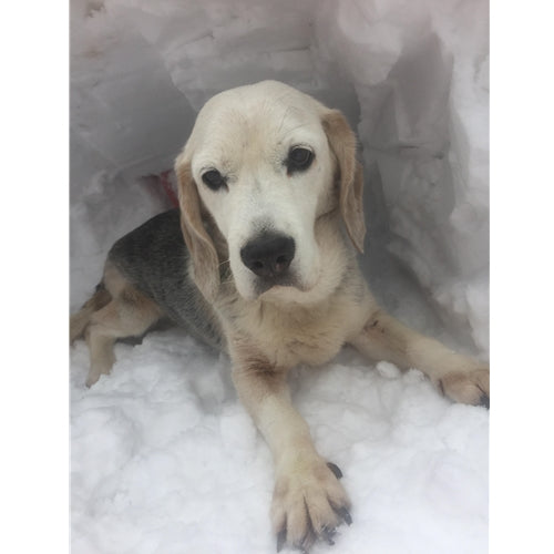Mr.Pet spletna trgovina
