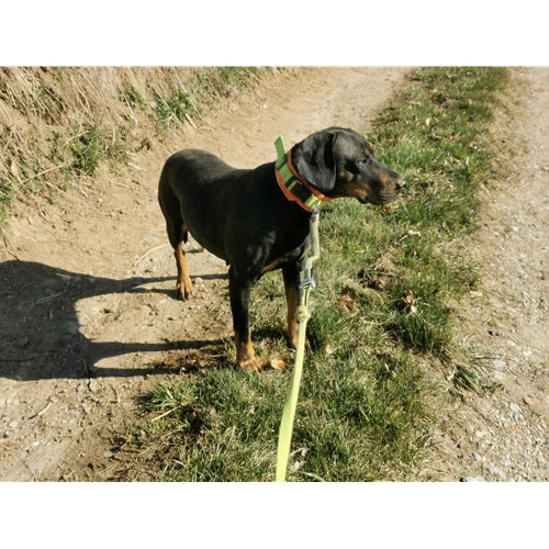 Mr.Pet spletna trgovina