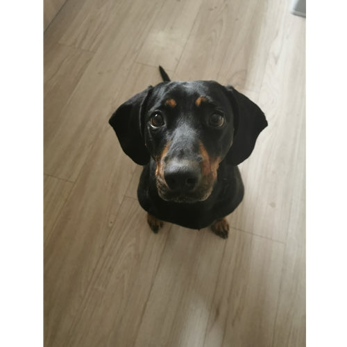 Mr.Pet spletna trgovina