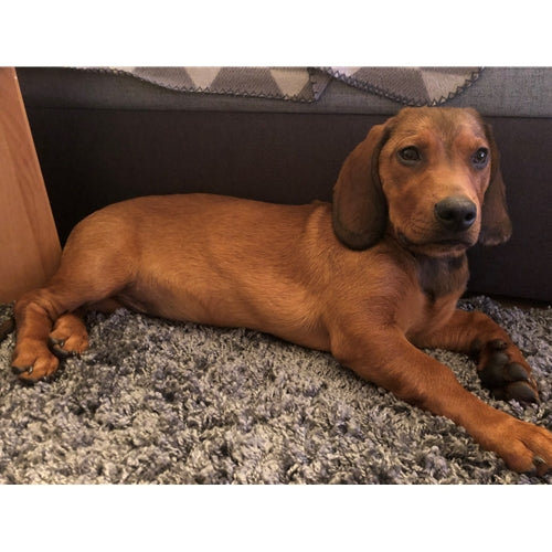 Mr.Pet spletna trgovina
