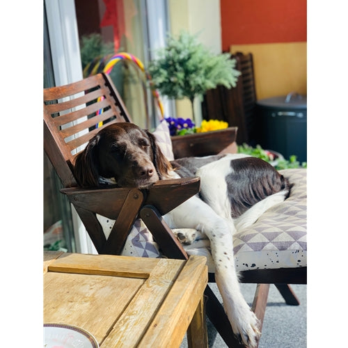 Mr.Pet spletna trgovina