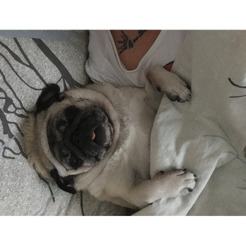 Mr.Pet spletna trgovina