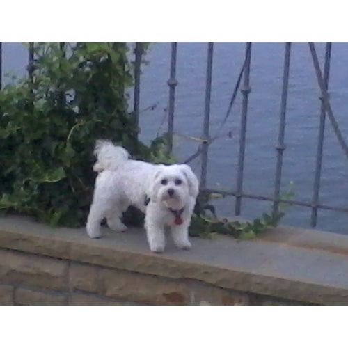 Mr.Pet spletna trgovina