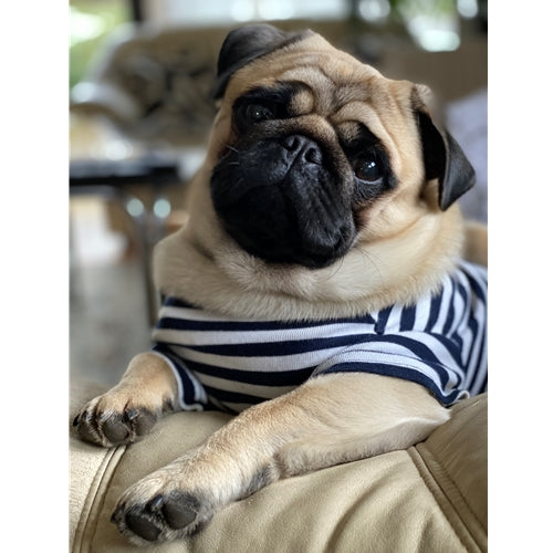 Mr.Pet spletna trgovina