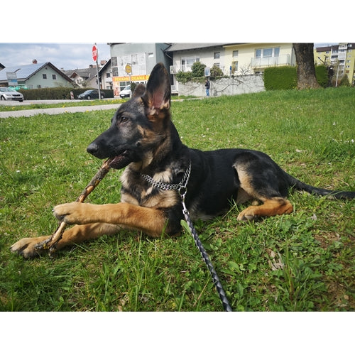 Mr.Pet spletna trgovina