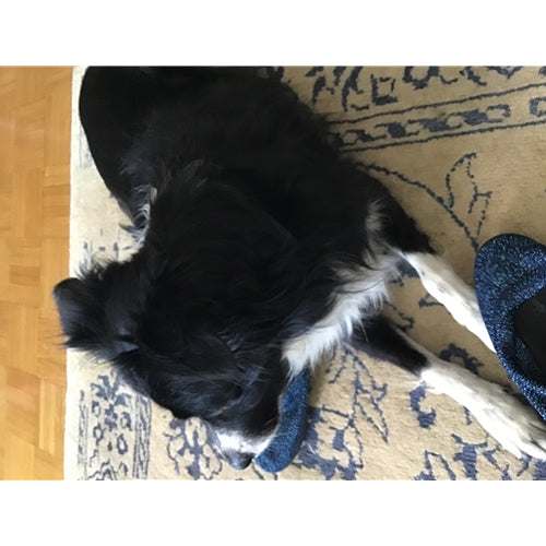 Mr.Pet spletna trgovina