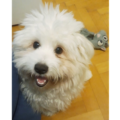 Mr.Pet spletna trgovina