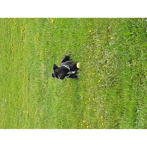 Mr.Pet spletna trgovina