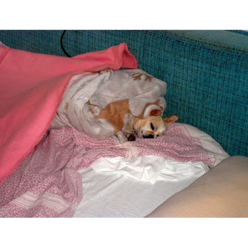 Mr.Pet spletna trgovina
