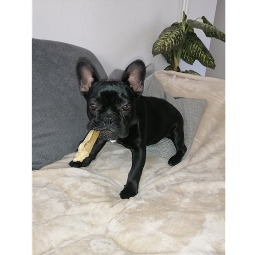 Mr.Pet spletna trgovina